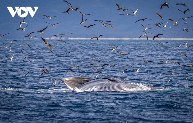After each feeding dive, the whales roll and 