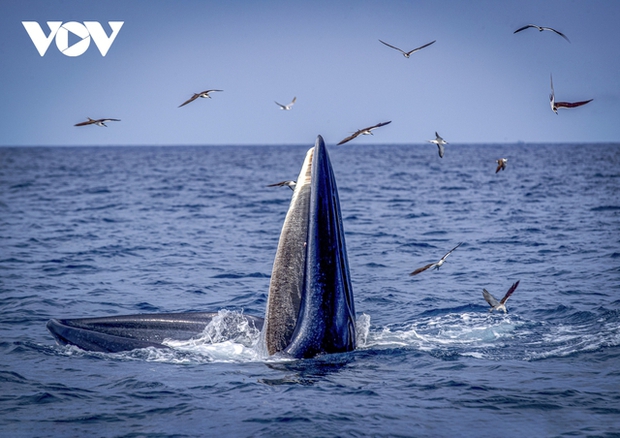 A moment captured of a whale breaching the surface, mouth open to catch prey in the blue sea, surrounded by soaring seagulls, has delighted onlookers.