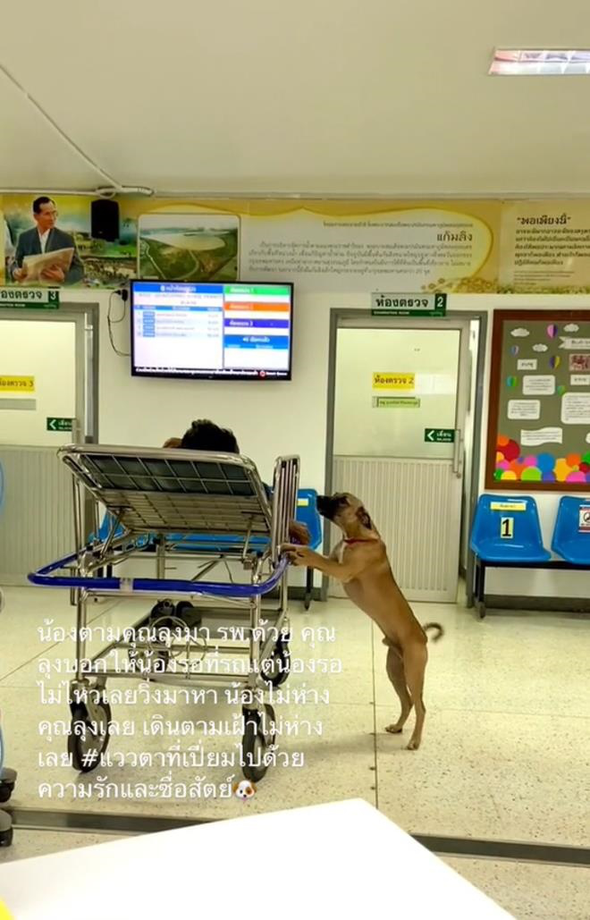 The worried appearance of the dog for the man lying on the stretcher caused a social media sensation.