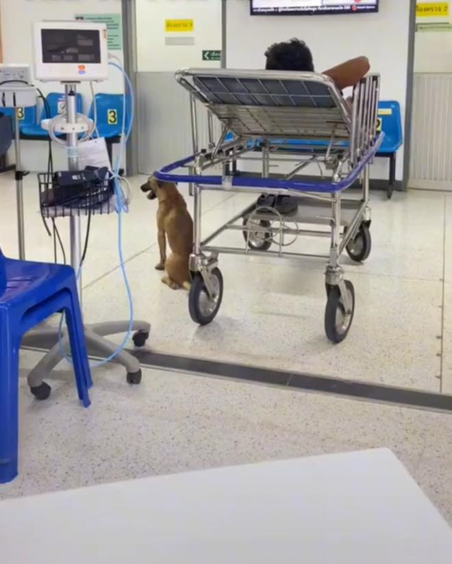 Throughout the time in the hospital, the dog did not leave its owner's side for a moment.