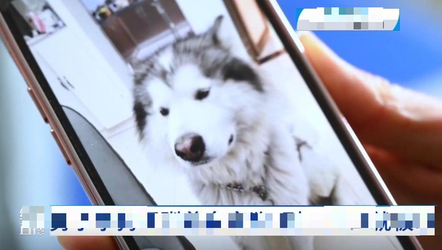 Learning to Speak to Pets, Man Faces Trouble 1 edit 1737847227335796181835