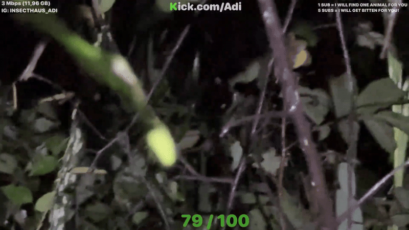 Going into the Forest to "Hunt" Insects at Night, Male YouTuber Surprised by a Tiger Lurking, Escapes by a Hair's Breadth 3 ezgif 1978c602ccac9f 1757476075658 17574760767641293899866 1757476118657 1757476120472644773826 1757651904434 17576519046881372950380