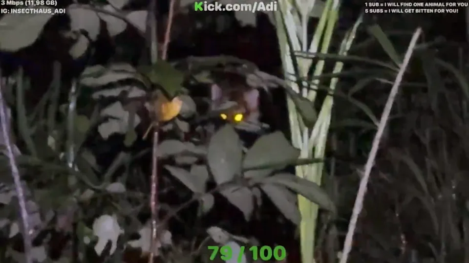 Going into the Forest to "Hunt" Insects at Night, Male YouTuber Surprised by a Tiger Lurking, Escapes by a Hair's Breadth 1 photo 1757475419998 175747542026564062256 1757476110996 17574761150742050982640 1757651849938 1757651850257804680832