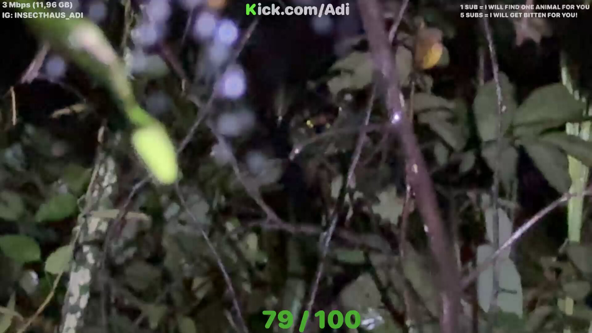 Going into the Forest to "Hunt" Insects at Night, Male YouTuber Surprised by a Tiger Lurking, Escapes by a Hair's Breadth 2 photo 1757475555541 17574755558511352982250 1757476116360 1757476116930129584090 1757651852726 17576518536352048609643
